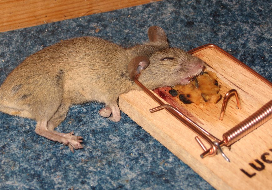 Mousetrap_with_mouse