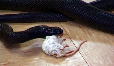 snake_eating_mouse