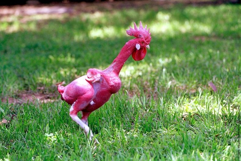 naked-chicken-5