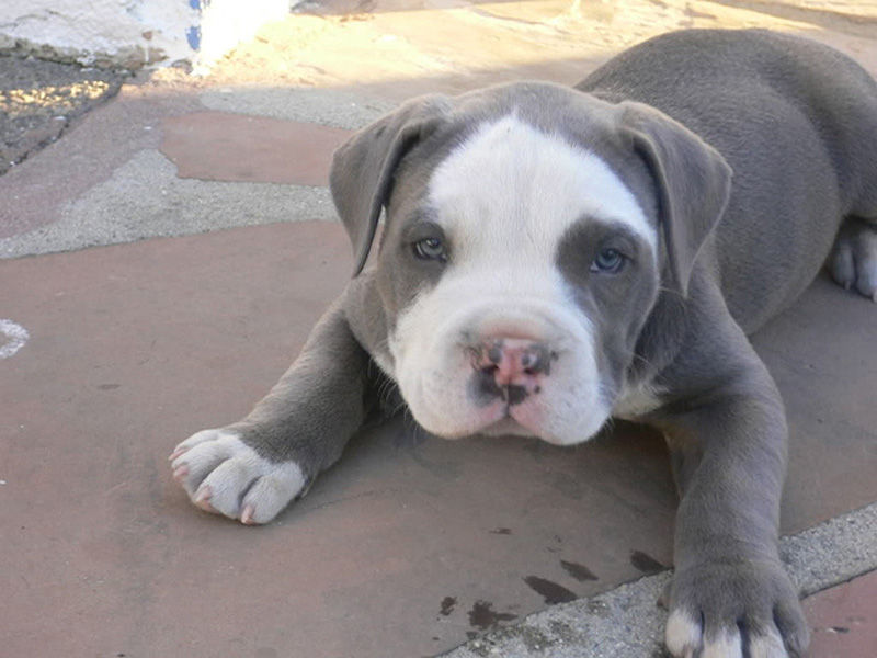 Adorable-Pit-Bull-Puppy-6