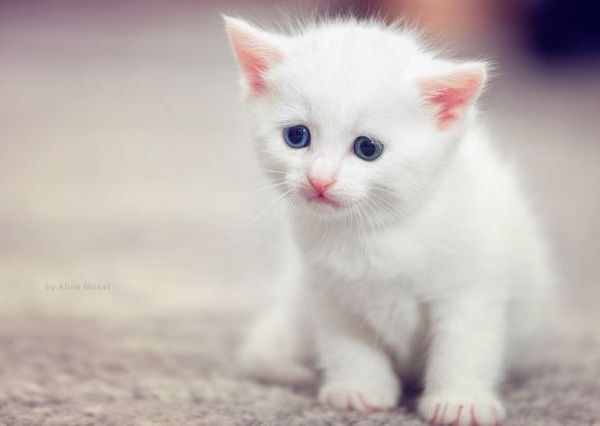awww_adorable_kittens_640_19