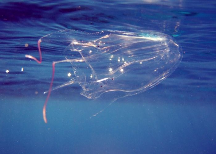 jellyfish_02