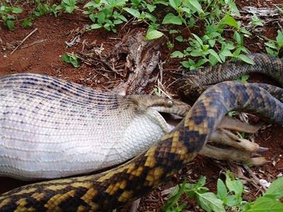 Snake Eating a Kangaroo 13