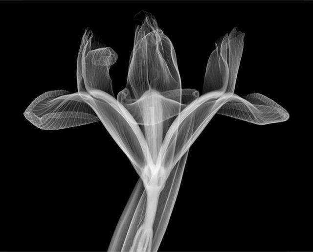 amazing_xray_artwork_640_20