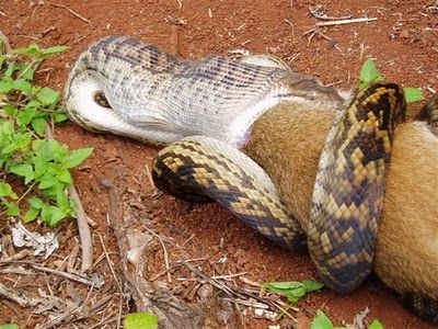 Snake Eating a Kangaroo 06