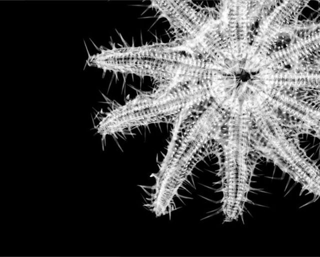 amazing_xray_artwork_640_41