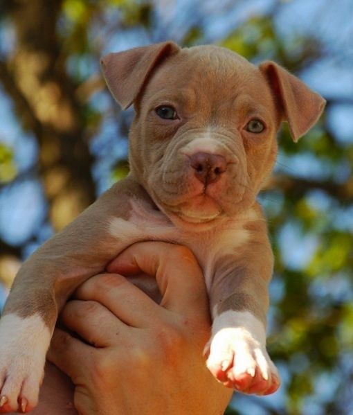 Adorable-Pit-Bull-Puppy-4