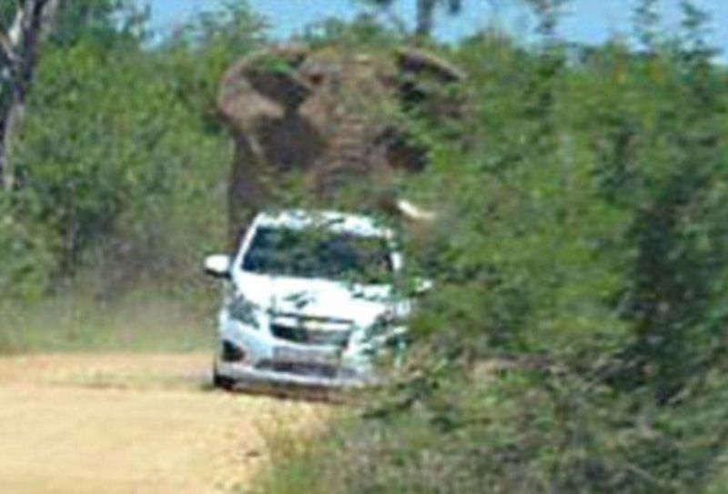 it_seems_that_this_elephant_doesnt_like_cars_640_08