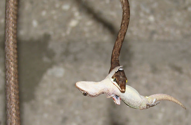 snake eating a lizard