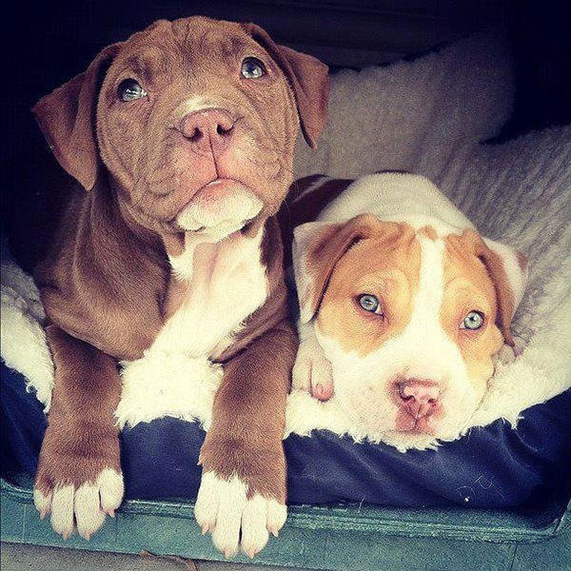Adorable-Pit-Bull-Puppy-15