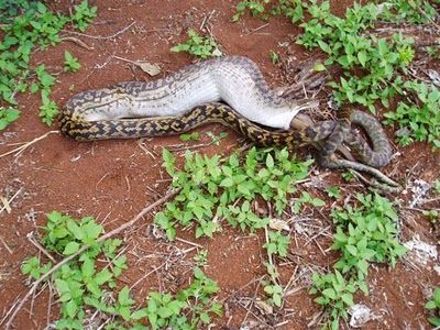 Snake Eating a Kangaroo 11