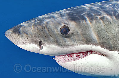 great-white-shark-38M2659-14