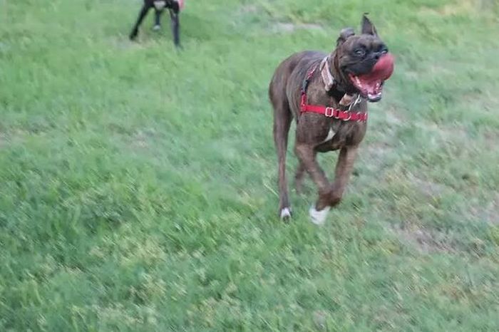 tongue_is_ridiculous_03