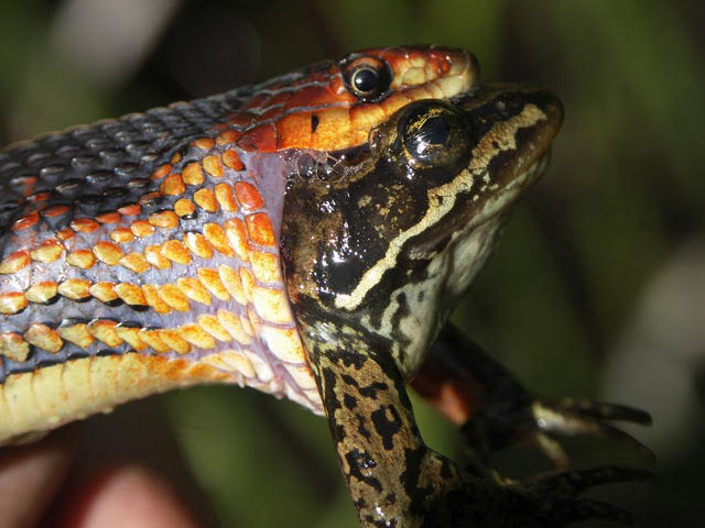 snake eating a frog