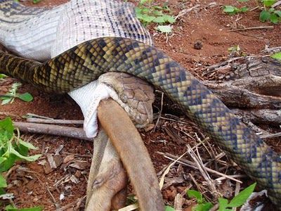 Snake Eating a Kangaroo 10