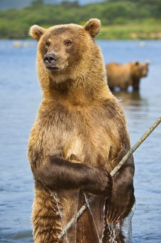 bearsinkamchatka3416