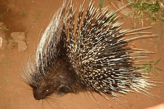 huge-porcupine