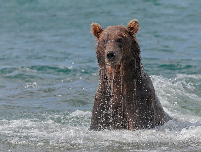 bearsinkamchatka3427