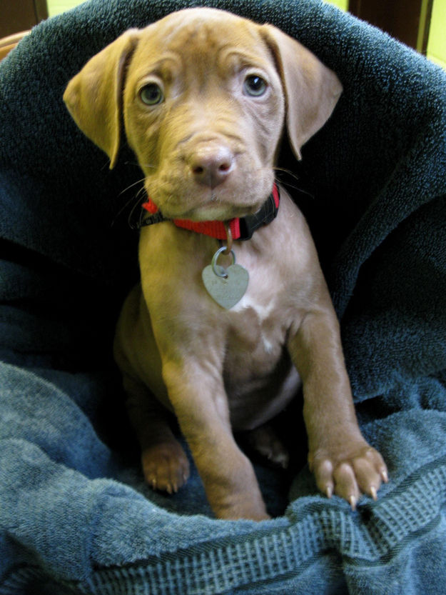 Adorable-Pit-Bull-Puppy-5
