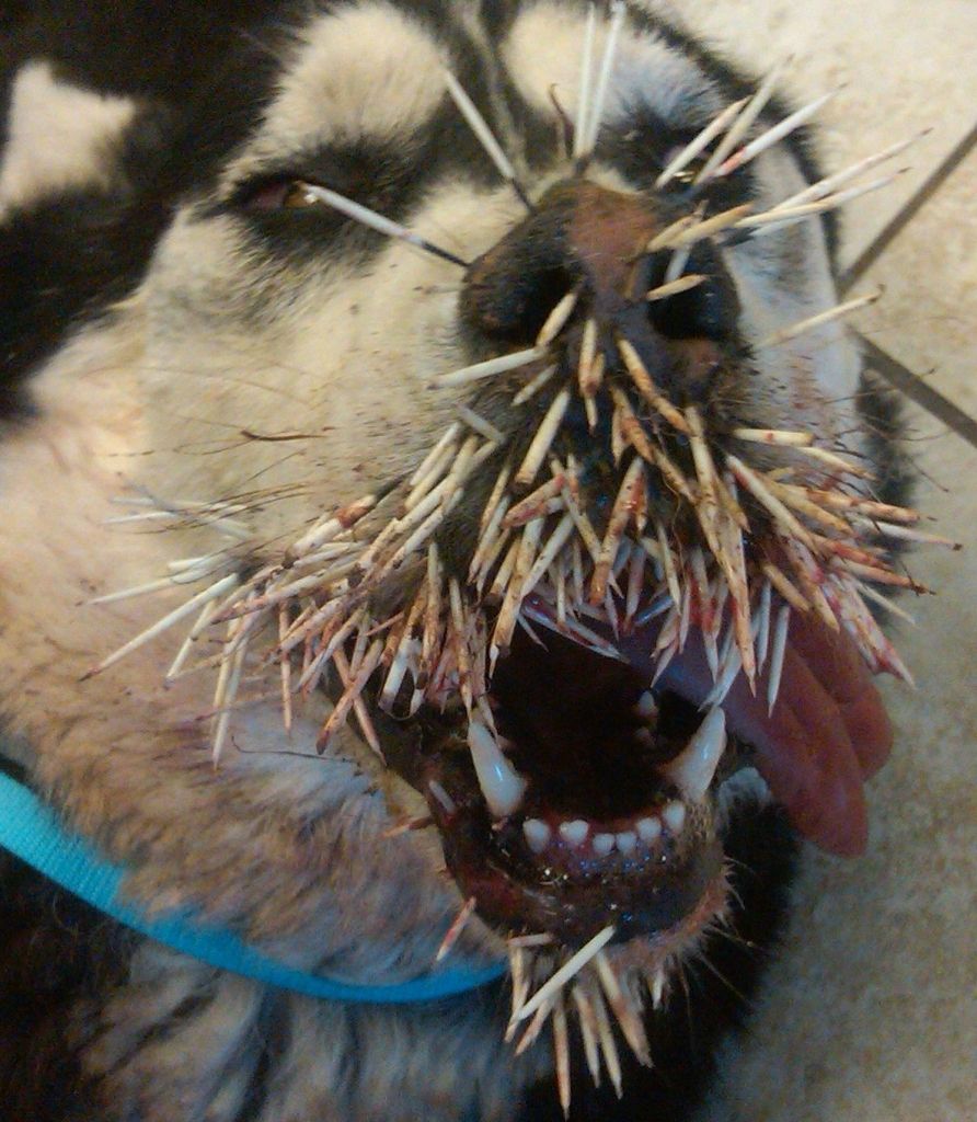 dog_vs_porcupine_01