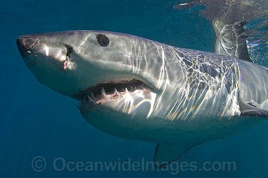 great-white-shark-38M2659-23