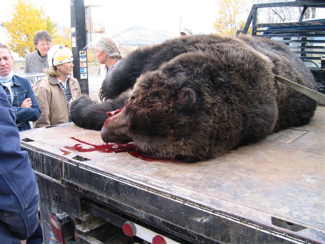 HUGE GRIZZLY 06