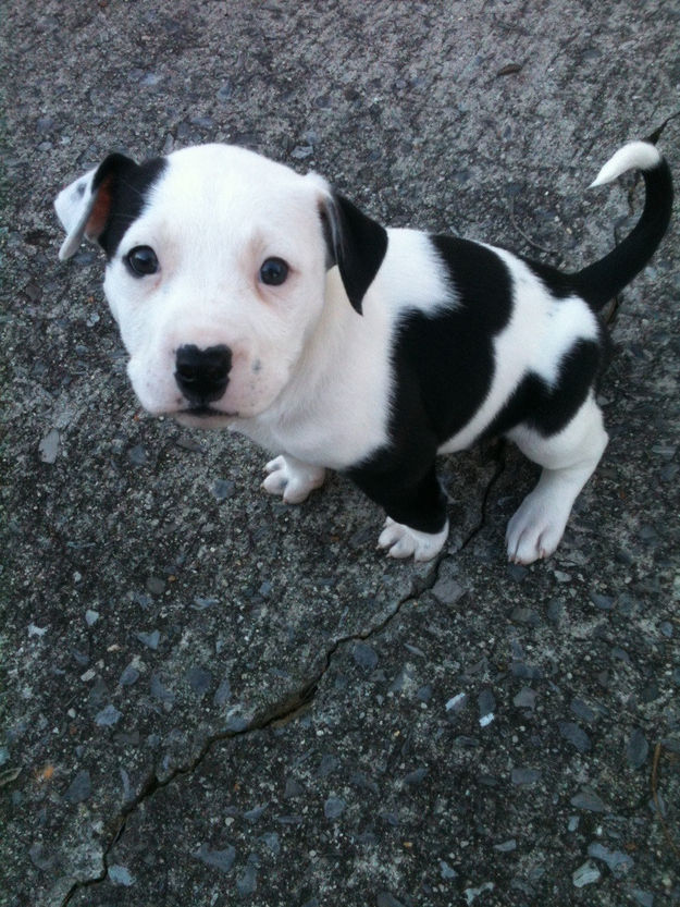 Adorable-Pit-Bull-Puppy-11