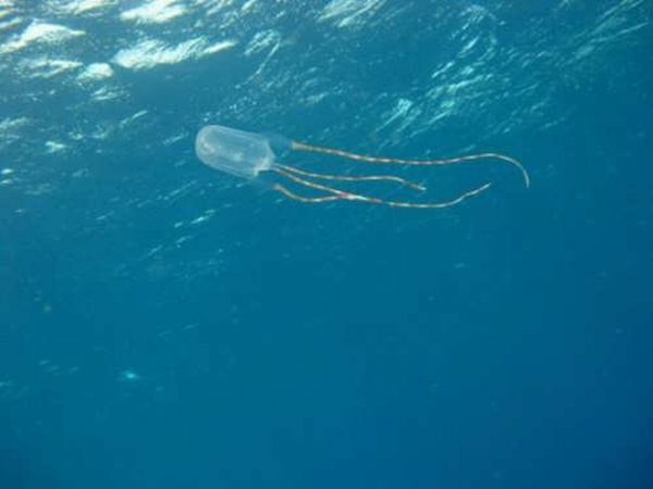 jellyfish_03