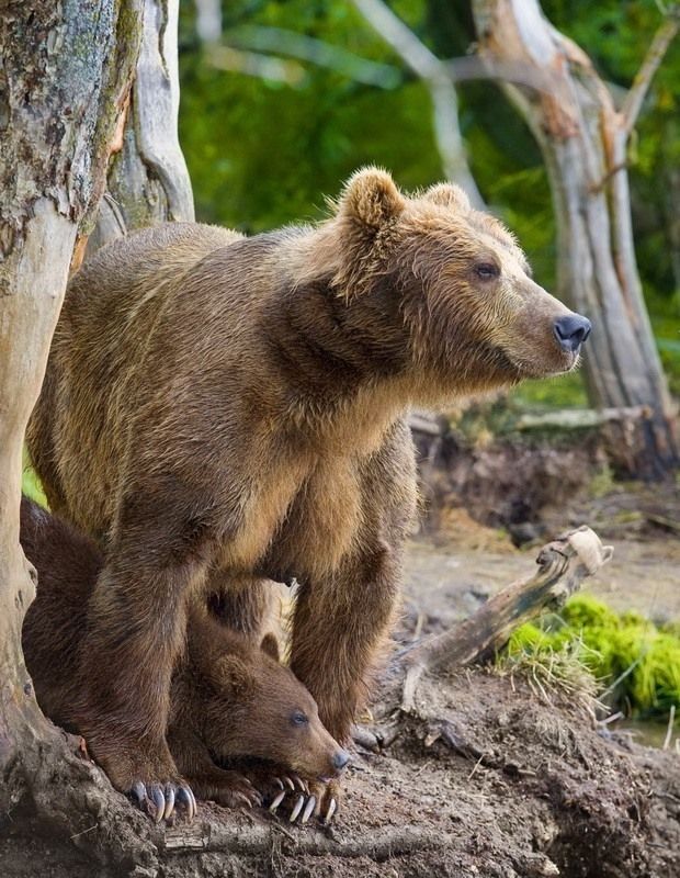 bearsinkamchatka3430