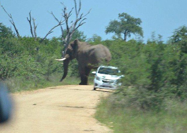it_seems_that_this_elephant_doesnt_like_cars_640_05