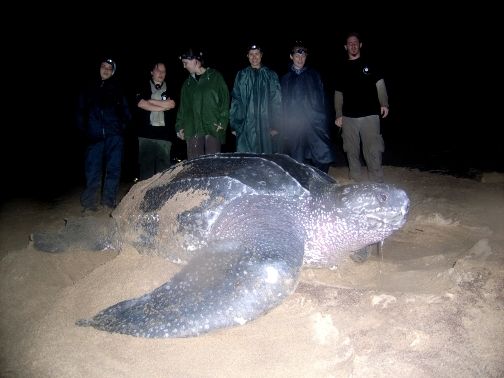 a-massive-leatherback-sea-turtle