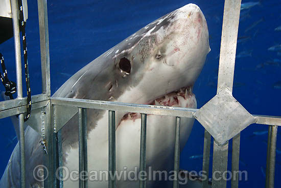 great-white-shark-70M2659-20