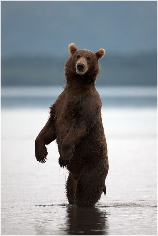 bearsinkamchatka3424