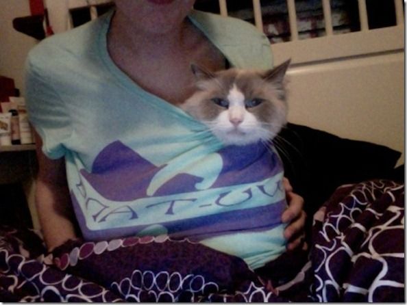 Titty-Kitties-Banned-In-Hollywood-12_thumb[1]