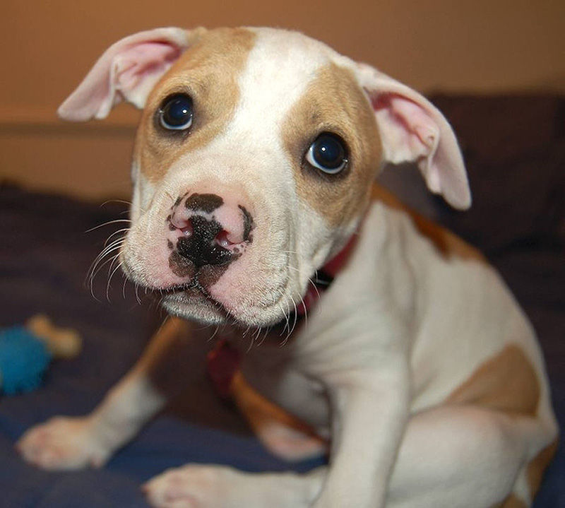 Adorable-Pit-Bull-Puppy-17